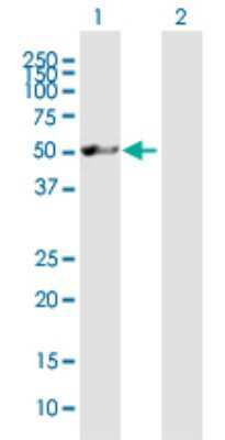 Western Blot: Nucleoredoxin Antibody [H00064359-B01P]