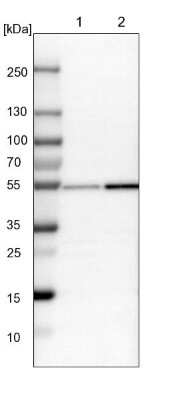 Western Blot: Nucleoredoxin Antibody [NBP1-82289]