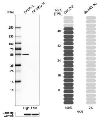 Western Blot: Nucleoredoxin Antibody [NBP1-82289]