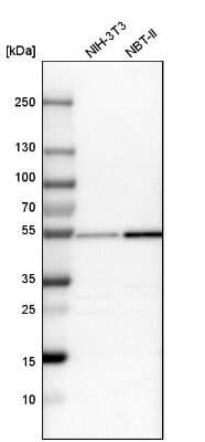 Western Blot: Nucleoredoxin Antibody [NBP1-82289]