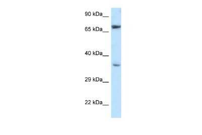 Western Blot: Nucleoredoxin Antibody [NBP2-87956]