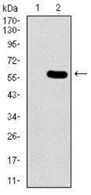Western Blot: Nucleostemin Antibody (2C8D5)BSA Free [NBP2-37410]