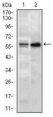 Western Blot: Nucleostemin Antibody (2C8D5)BSA Free [NBP2-37410]