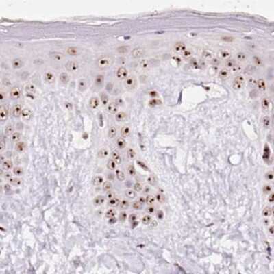 Immunohistochemistry-Paraffin: Nucleostemin Antibody [NBP2-38325]
