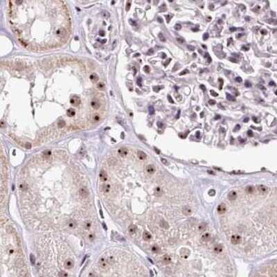 Immunohistochemistry-Paraffin: Nucleostemin Antibody [NBP2-38325]