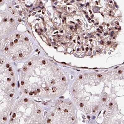 Immunohistochemistry-Paraffin: Nucleostemin Antibody [NBP2-38326]