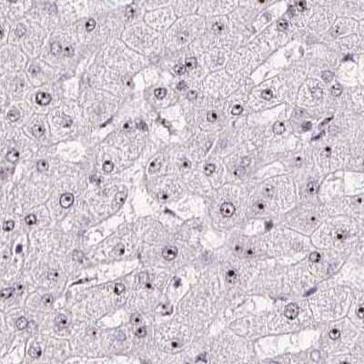 Immunohistochemistry-Paraffin: Nucleostemin Antibody [NBP2-38326]