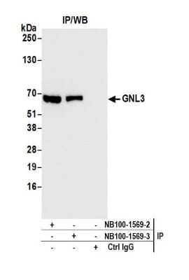 Immunoprecipitation: Nucleostemin Antibody [NB100-1569]