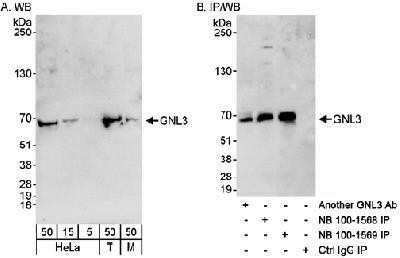 Western Blot: Nucleostemin Antibody [NB100-1568]