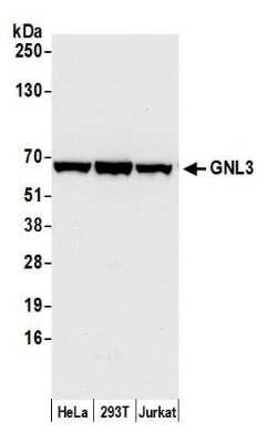 Western Blot: Nucleostemin Antibody [NB100-1569]