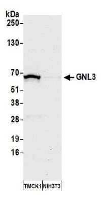 Western Blot: Nucleostemin Antibody [NB100-1569]