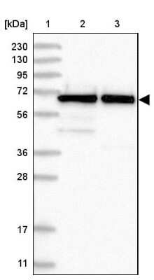 Western Blot: Nucleostemin Antibody [NBP2-38325]