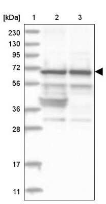 Western Blot: Nucleostemin Antibody [NBP2-38326]