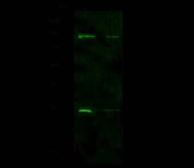 Western Blot: Nucleostemin Antibody [NBP2-98743]