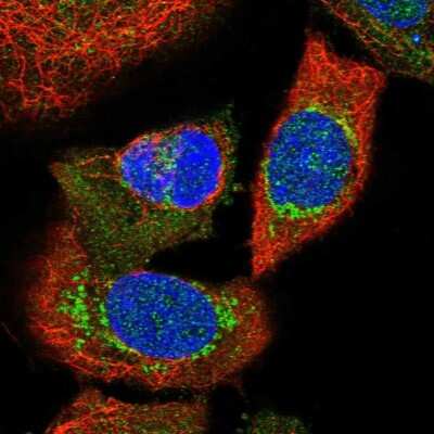 Immunocytochemistry/ Immunofluorescence: Nucleotide binding protein like Antibody [NBP1-89904]