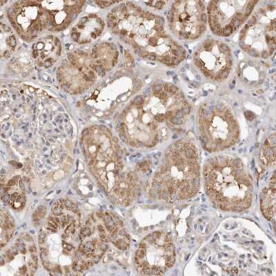 Immunohistochemistry-Paraffin: Nucleotide binding protein like Antibody [NBP1-89904]