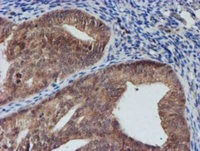 Immunohistochemistry: Nucleotide binding protein like Antibody (OTI5D5) - Azide and BSA Free [NBP2-73094]