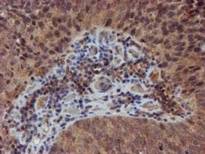 Immunohistochemistry: Nucleotide binding protein like Antibody (OTI5D5) - Azide and BSA Free [NBP2-73094]