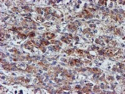 Immunohistochemistry: Nucleotide binding protein like Antibody (OTI5D5) - Azide and BSA Free [NBP2-73094]