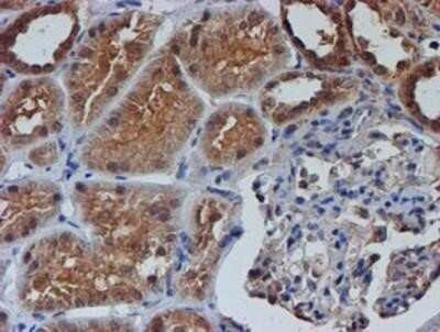 Immunohistochemistry: Nucleotide binding protein like Antibody (OTI5D5) - Azide and BSA Free [NBP2-73094]