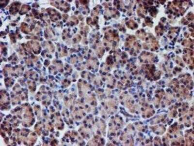 Immunohistochemistry: Nucleotide binding protein like Antibody (OTI5D5) - Azide and BSA Free [NBP2-73094]