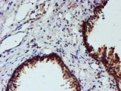 Immunohistochemistry: Nucleotide binding protein like Antibody (OTI5D5) - Azide and BSA Free [NBP2-73094]