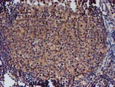 Immunohistochemistry: Nucleotide binding protein like Antibody (OTI5D5) - Azide and BSA Free [NBP2-73094]