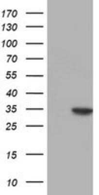 Western Blot: Nucleotide binding protein like Antibody (OTI5D5)Azide and BSA Free [NBP2-73094]