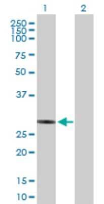 Western Blot: Nucleotide binding protein like Antibody [H00080224-B01P]