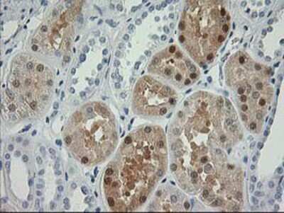 Immunohistochemistry-Paraffin: Nudel Antibody (OTI5E11) [NBP2-01086]