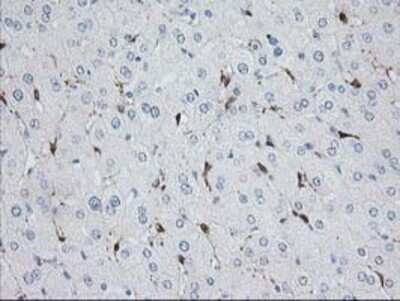 Immunohistochemistry-Paraffin: Nudel Antibody (OTI5E11) [NBP2-01086]