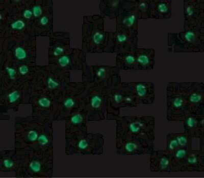 Immunocytochemistry/ Immunofluorescence: Nudel Antibody - BSA Free [NBP1-76677]