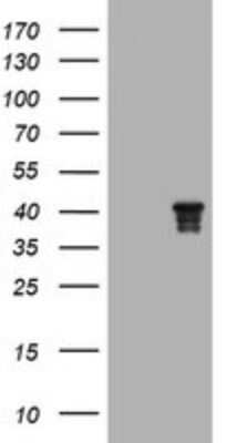 Western Blot: Nudel Antibody (OTI1G7)Azide and BSA Free [NBP2-73101]