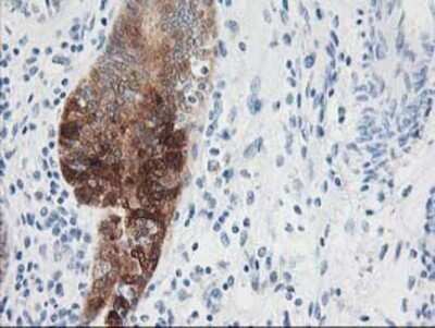 Immunohistochemistry: Nudel Antibody (OTI5E11) - Azide and BSA Free [NBP2-73104]