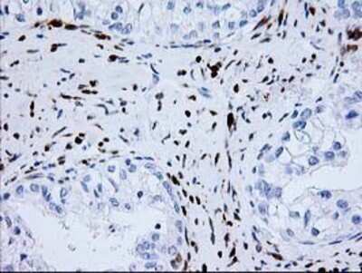 Immunohistochemistry: Nudel Antibody (OTI5E11) - Azide and BSA Free [NBP2-73104]
