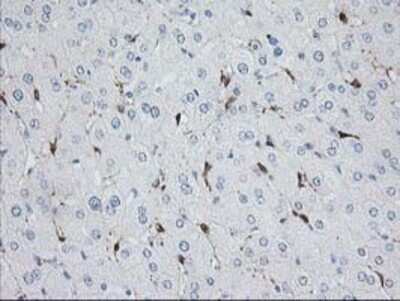 Immunohistochemistry: Nudel Antibody (OTI5E11) - Azide and BSA Free [NBP2-73104]