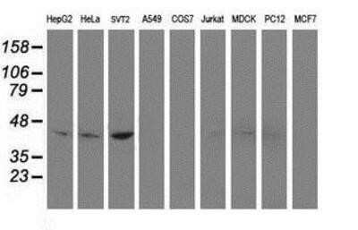 Western Blot: Nudel Antibody (OTI5E11)Azide and BSA Free [NBP2-73104]