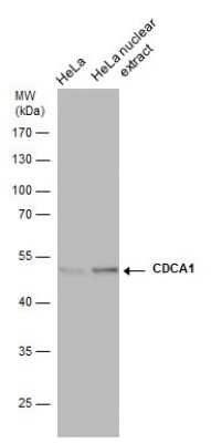 Western Blot: Nuf2 Antibody (312) [NBP2-43780]