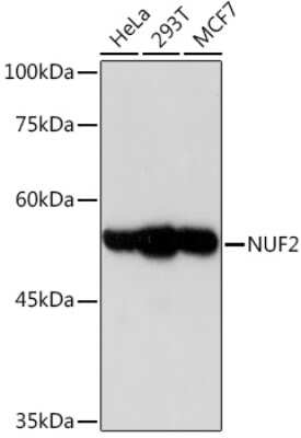 Western Blot: Nuf2 Antibody (5J0T9) [NBP3-15540]