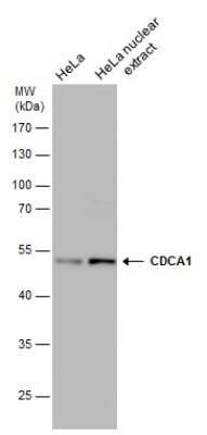 Western Blot: Nuf2 Antibody (644) [NBP2-43779]