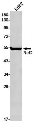 Western Blot: Nuf2 Antibody (S07-9E2) [NBP3-19724]