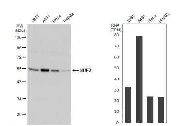 Western Blot: Nuf2 Antibody [NBP1-31632]