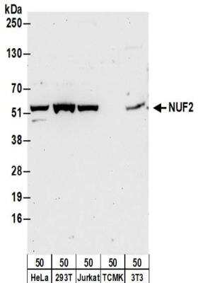 Western Blot: Nuf2 Antibody [NBP2-32211]