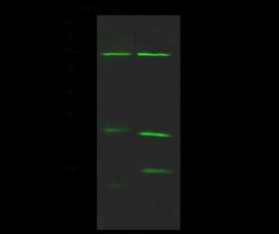 Western Blot: Nuf2 Antibody [NBP2-99081]