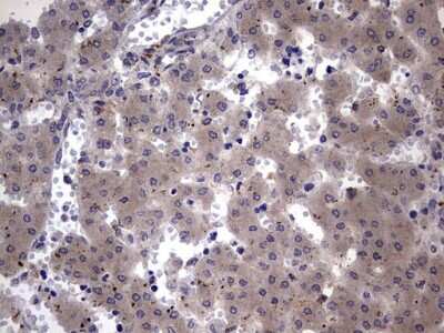 Immunohistochemistry: Numb Antibody (OTI1B5) [NBP2-46284]