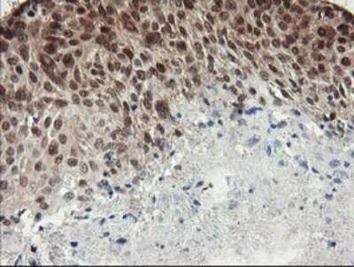 Immunohistochemistry: Numb Antibody (OTI4F3) [NBP2-45877]
