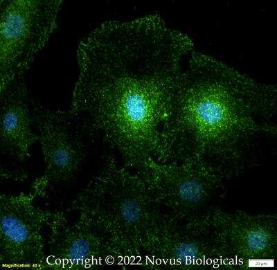 Immunocytochemistry/ Immunofluorescence: Numb Antibody [NB500-178]