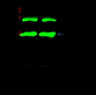 Immunoprecipitation: Numb Antibody [NBP2-98717]