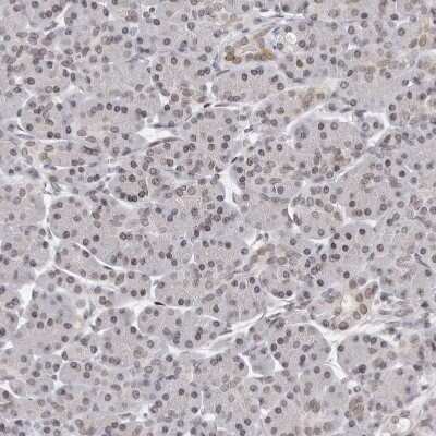 Immunohistochemistry-Paraffin: Nup153 Antibody [NBP1-81723]