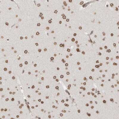 Immunohistochemistry-Paraffin: Nup153 Antibody [NBP1-81724]